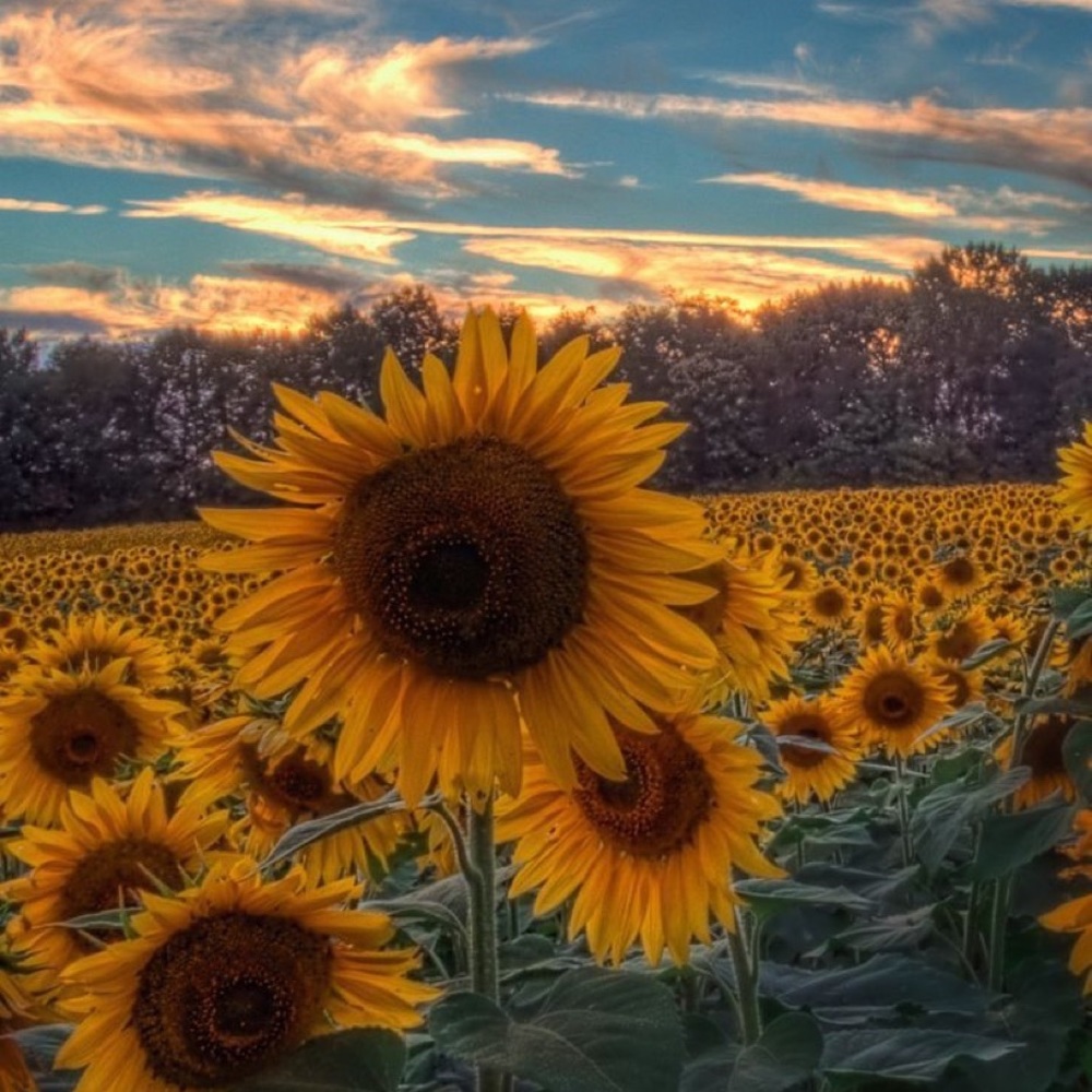 Meet your Posher, Jade